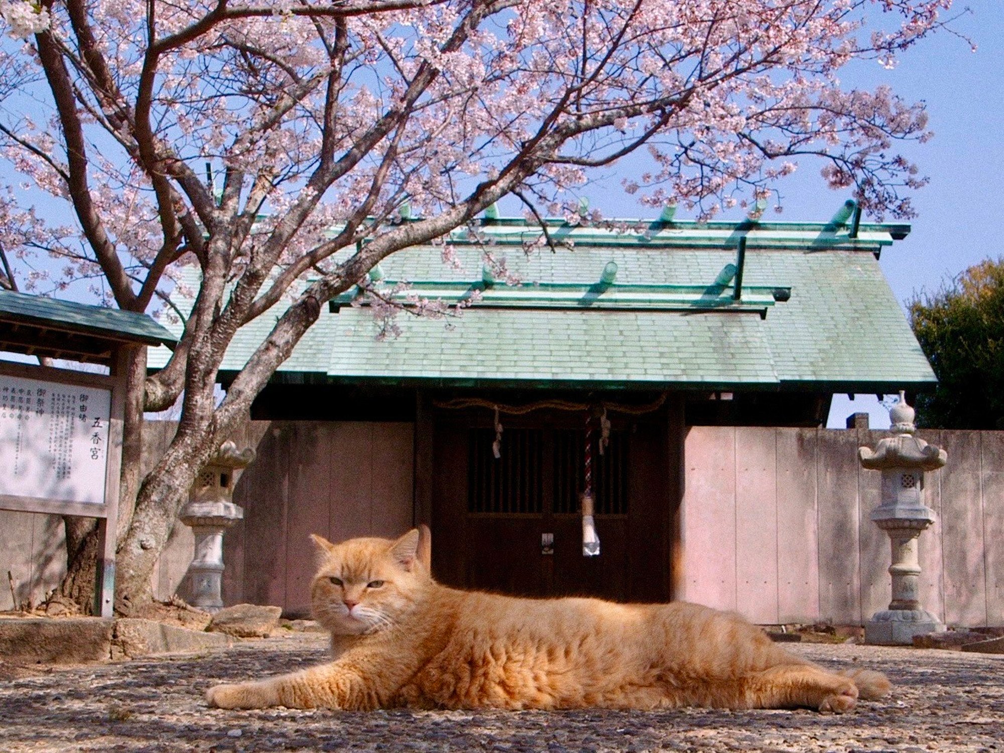 ⛩️ 황궁 신사 (코구 진자) 이미지 7